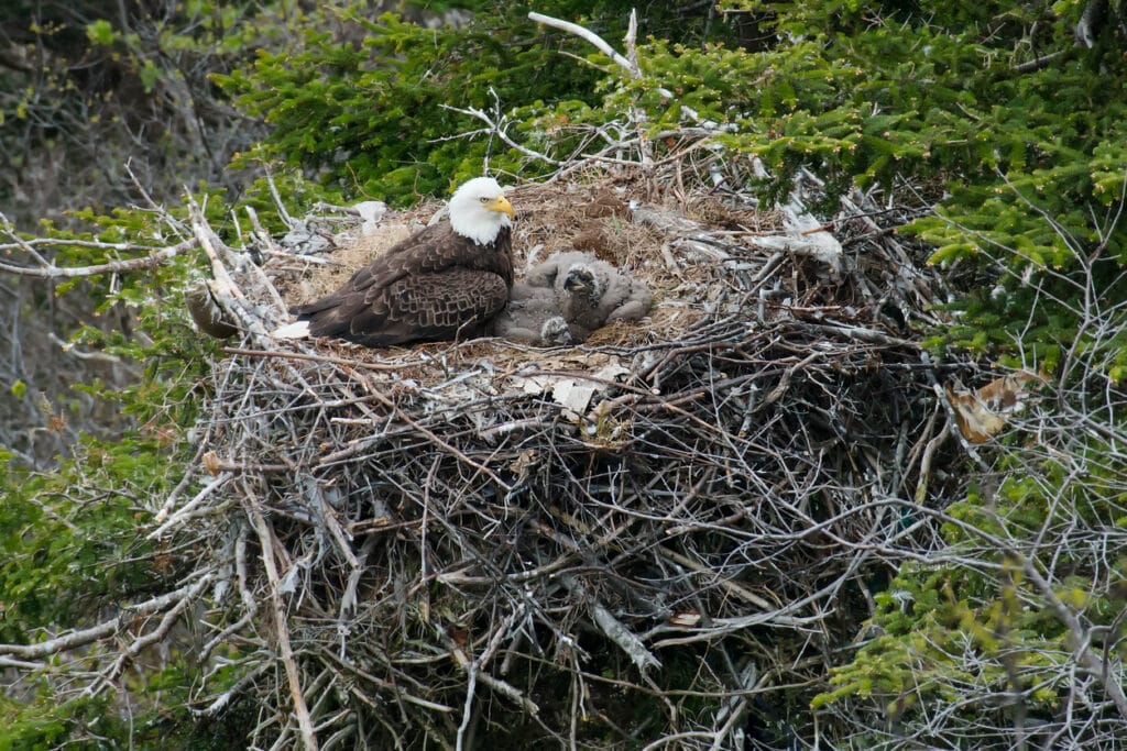 eagle in a nest