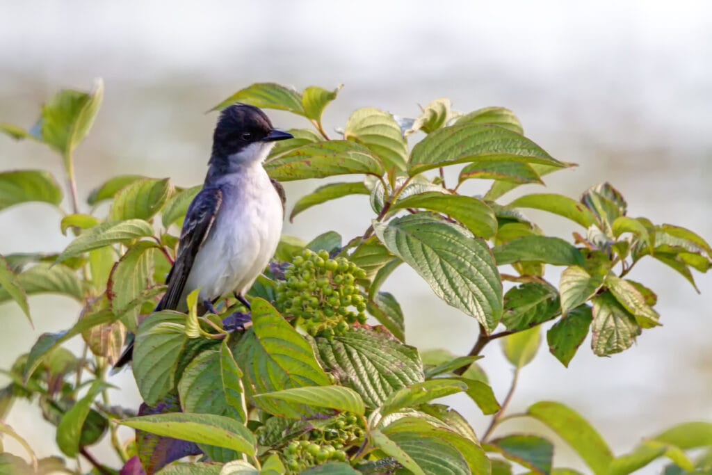 Eastern Kingbird perched on a tree twig