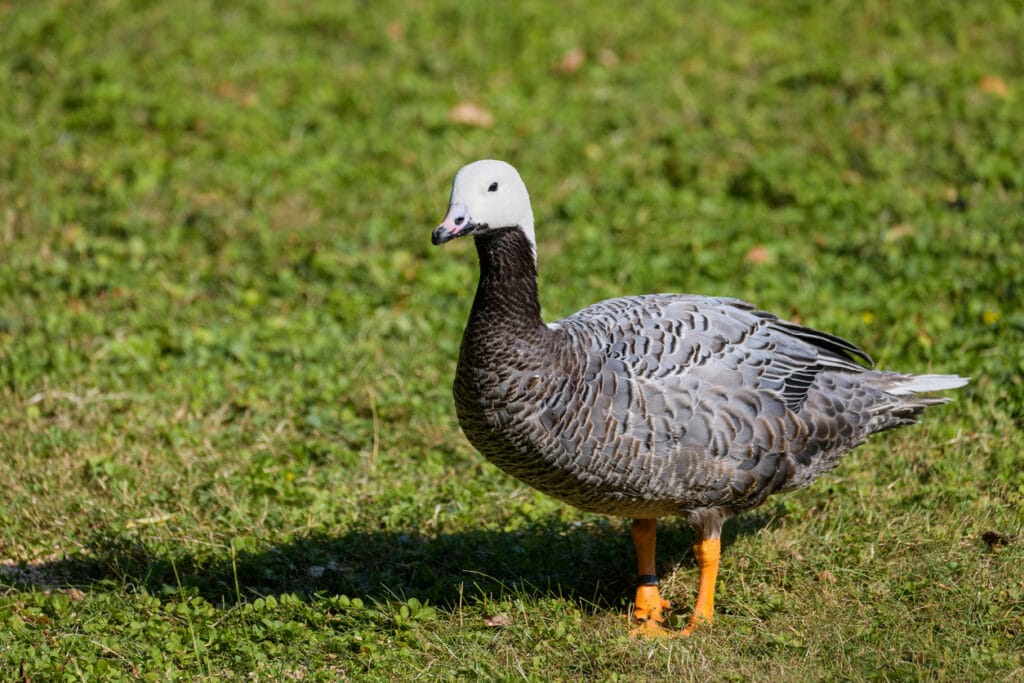 emperor goose