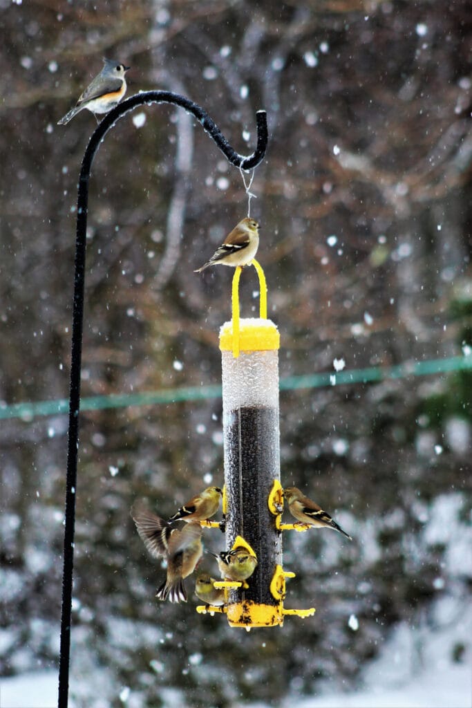 finches in backyard