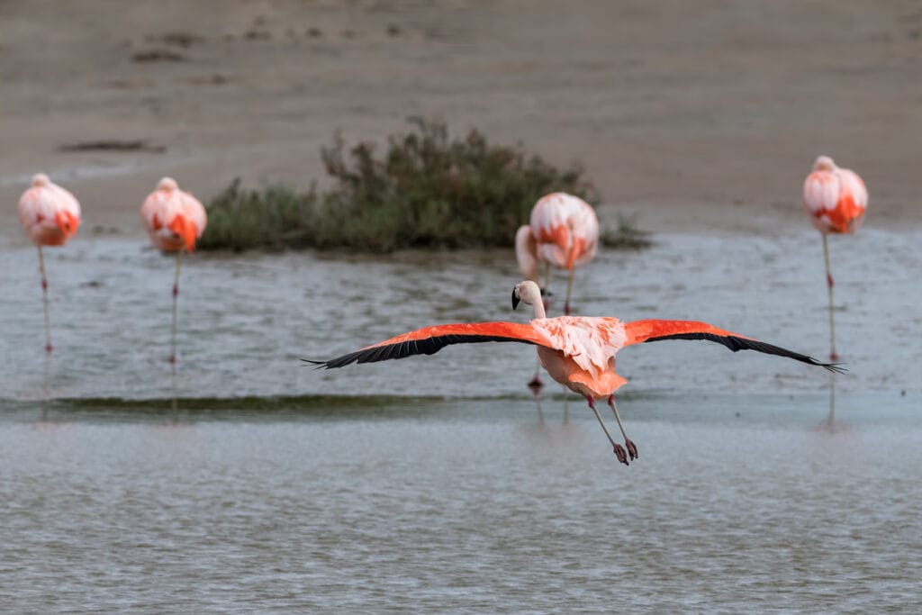 flamingo taking off