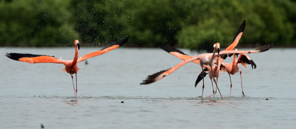 flamingos landing