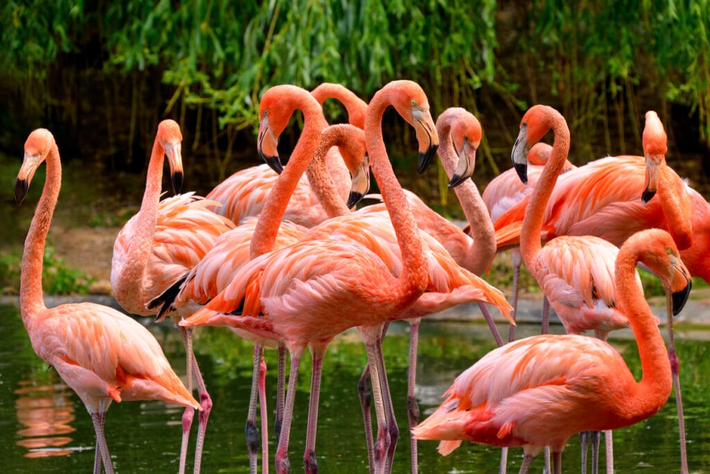 flock of flamingos