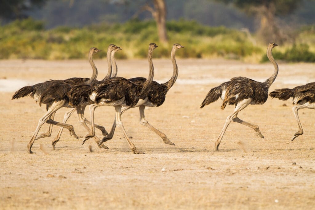 flock of ostriches running