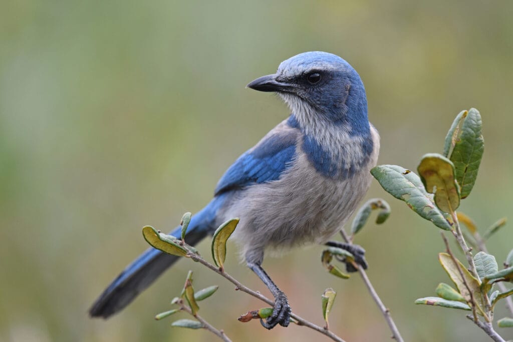 florida scrub jay