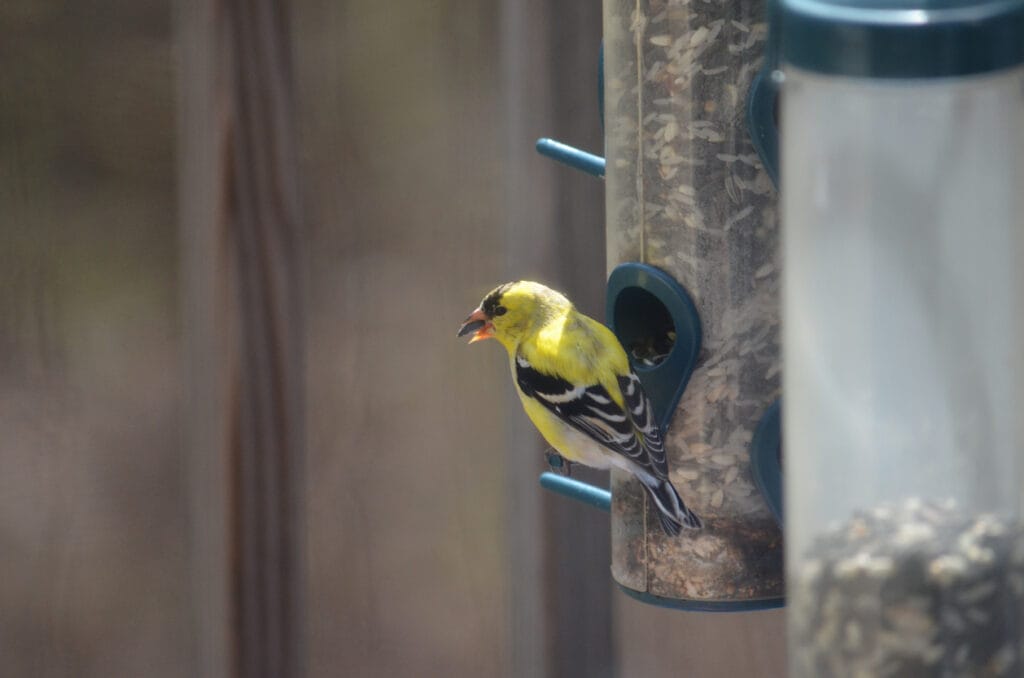gold finch feeding out of feeder