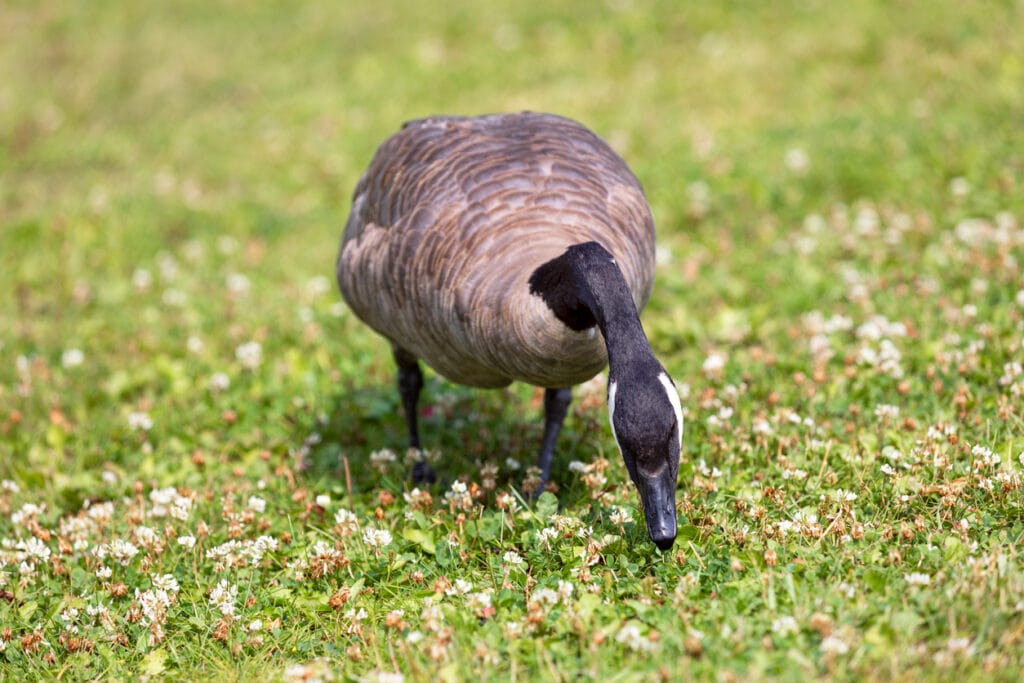 goose eating