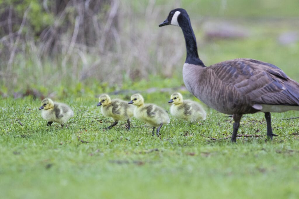 goose with babies