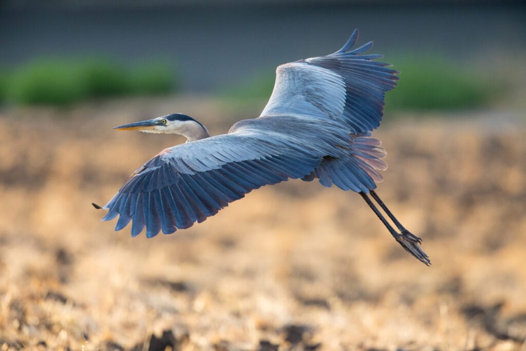 Great blue heron