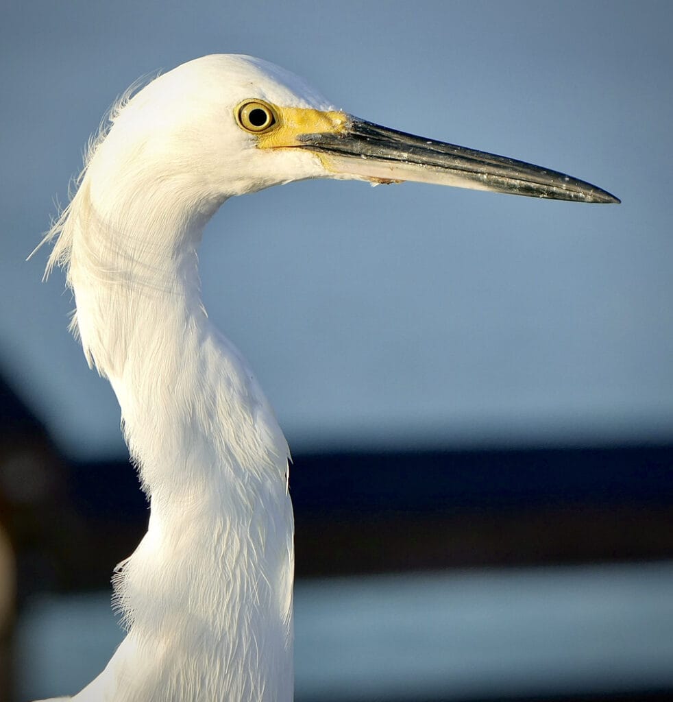 great egret close up
