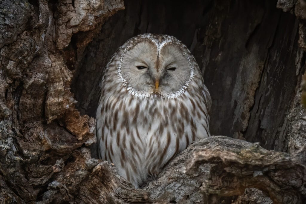 great grey owl sleeping