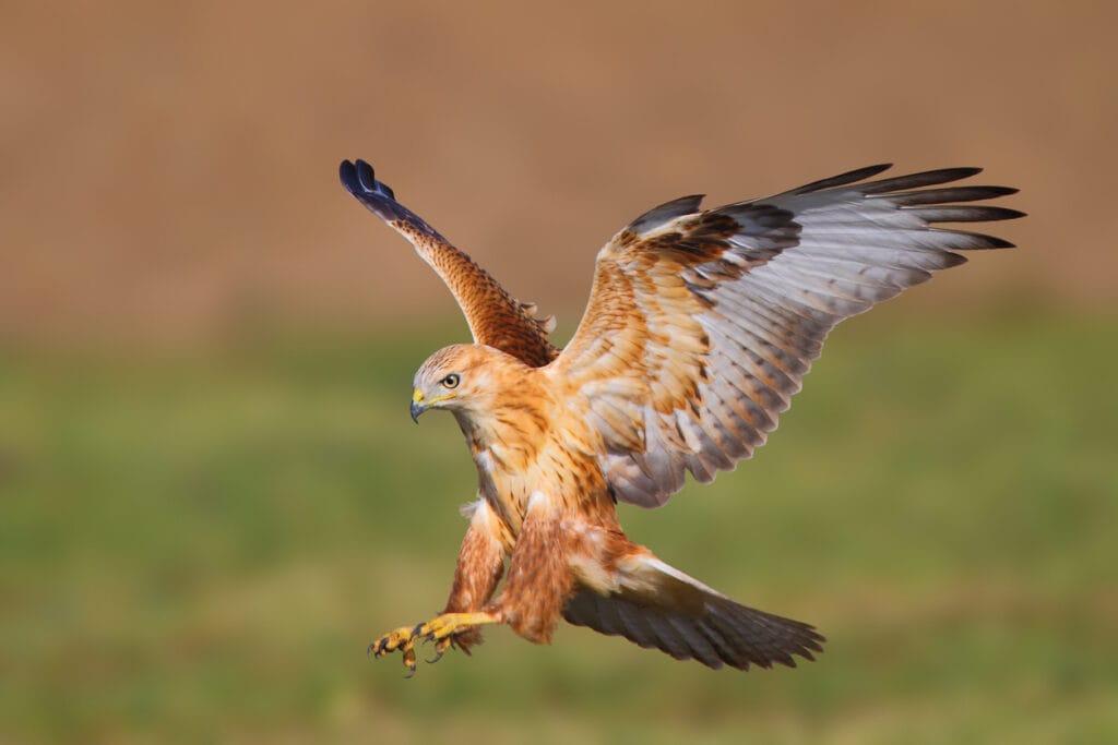 hawk attacking prey