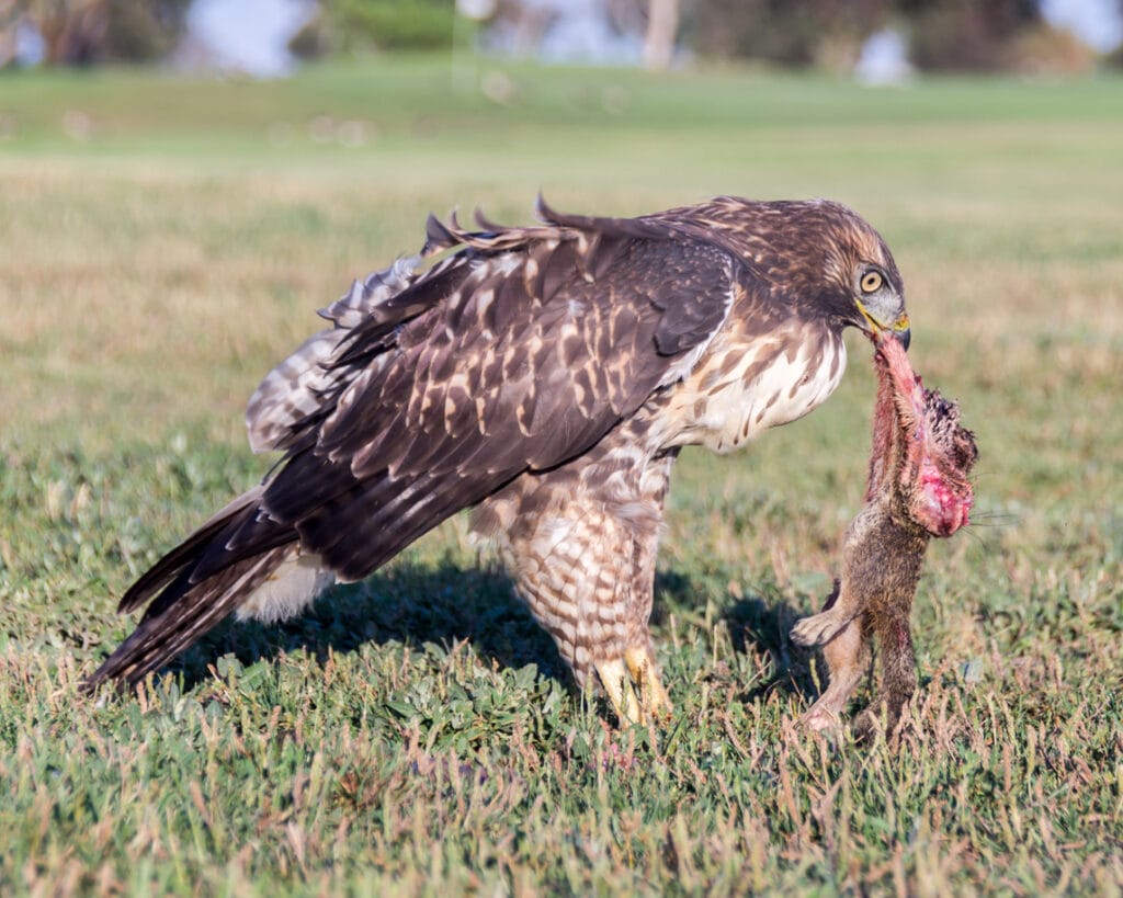 hawk eating a dead squirrel