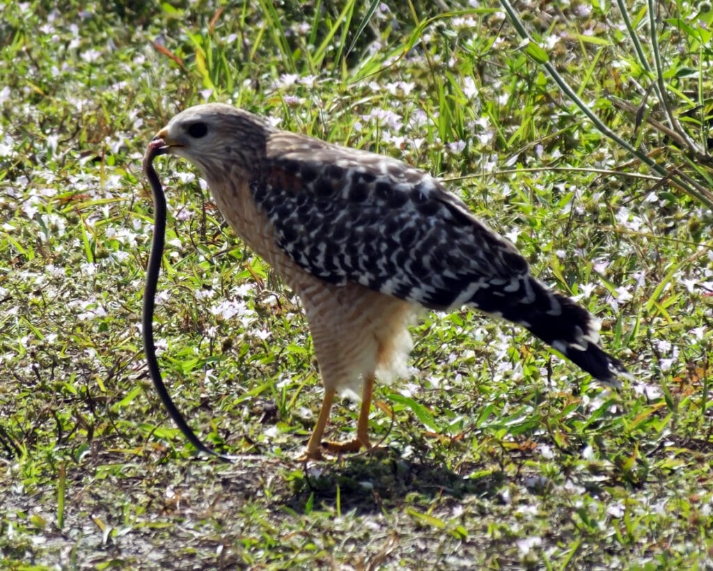 hawk eating a snake