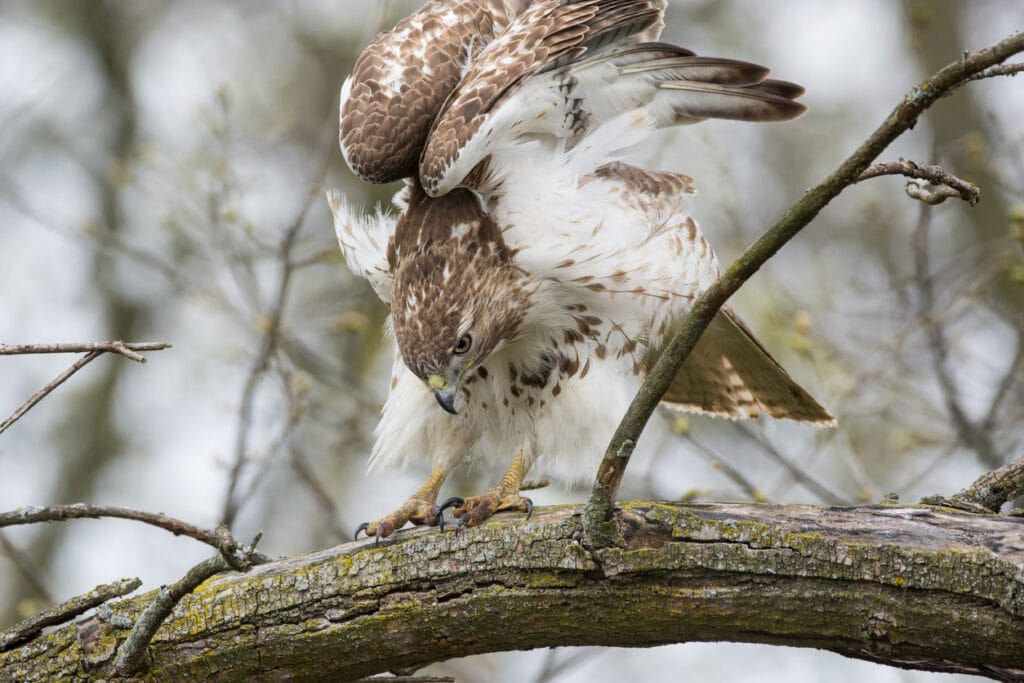 hawk feeding in tree