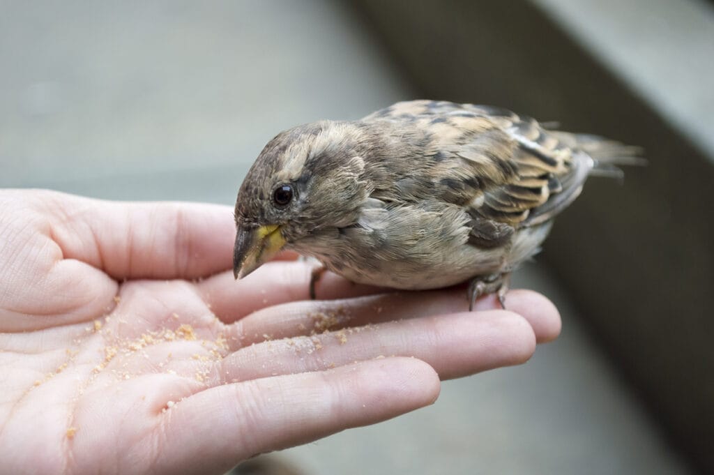 holding a small bird