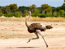 how fast can ostriches run