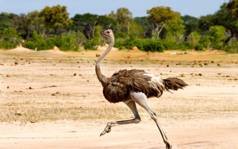 how fast can ostriches run