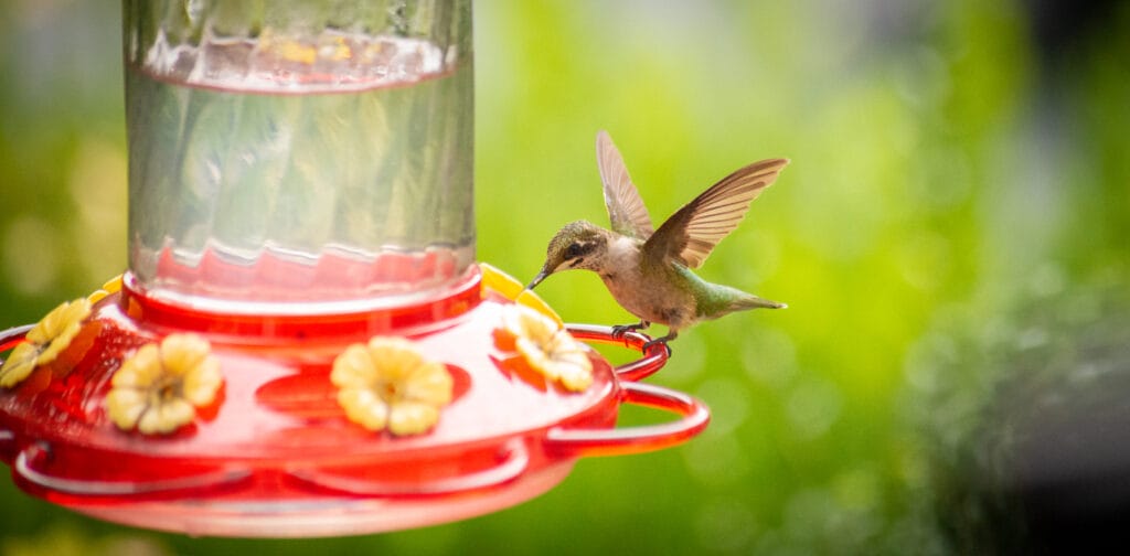 hummingbird feeder with hummingbird