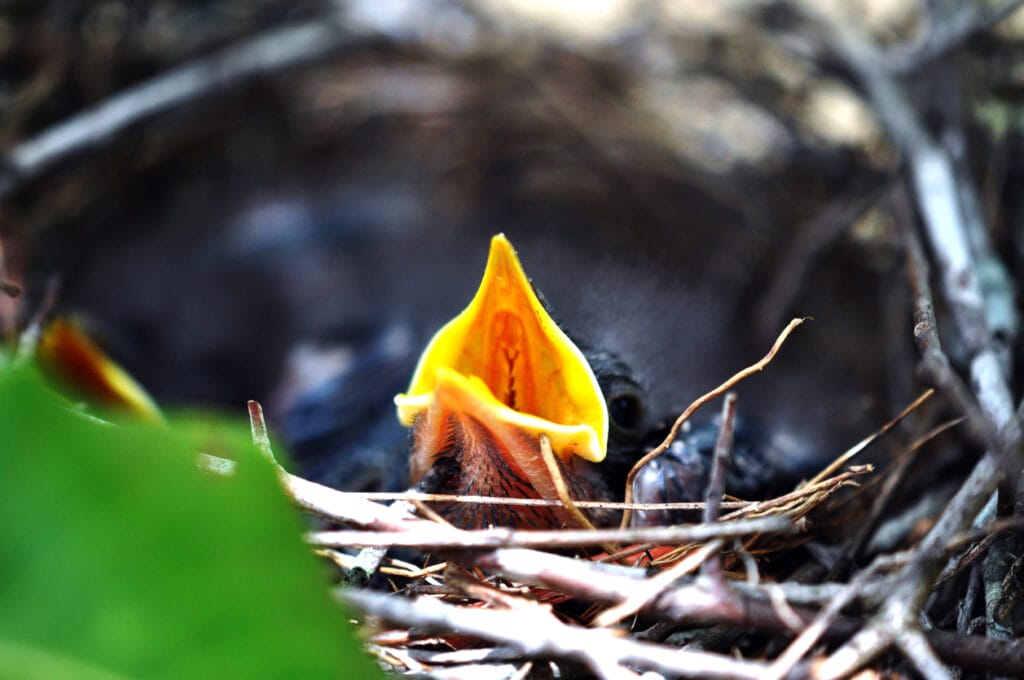 hungry baby blue jay