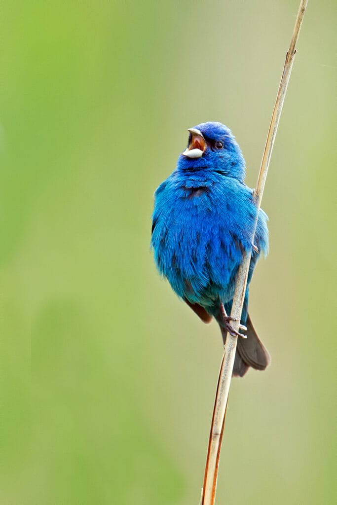 indigo bunting singing