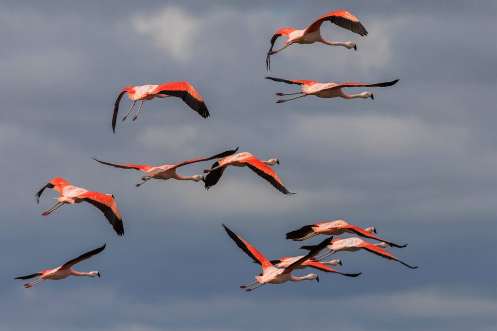 many flamingos flying