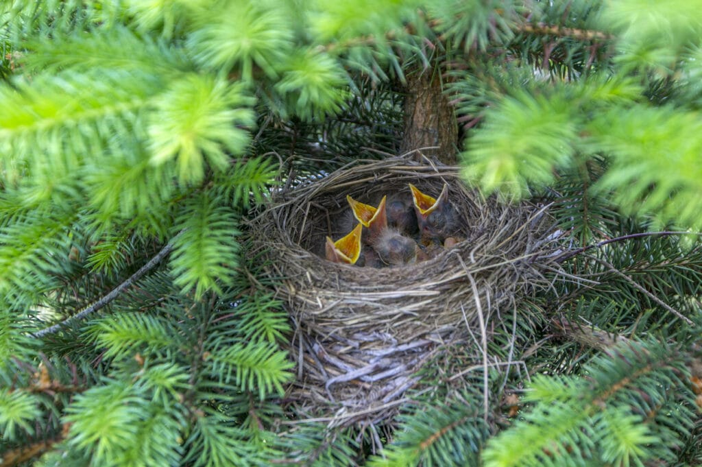 nest with baby blue jays
