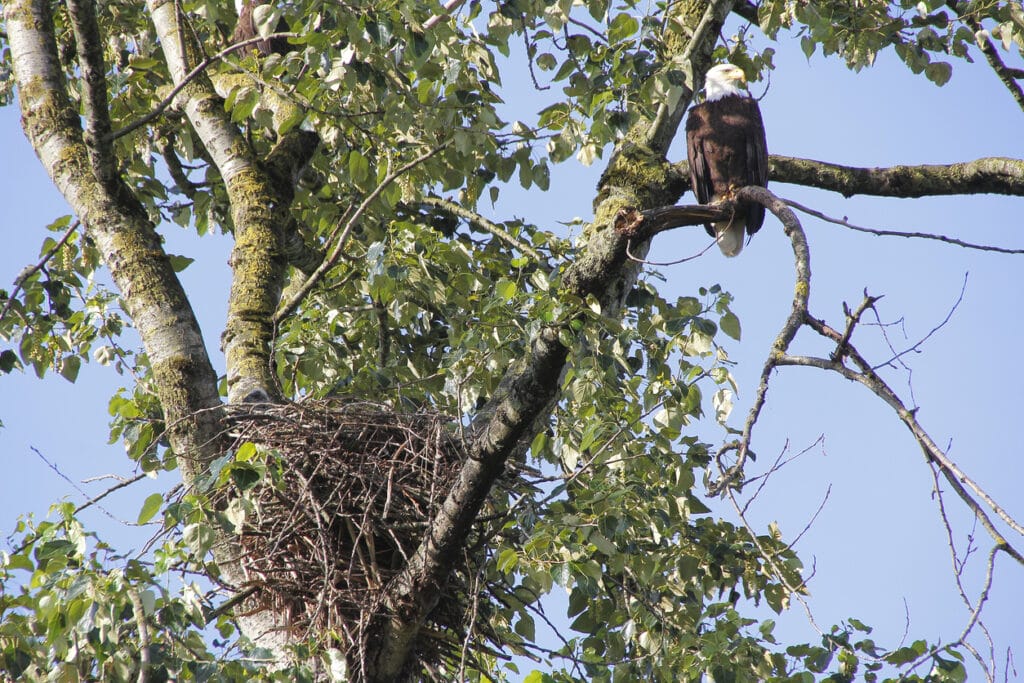 nesting eagle