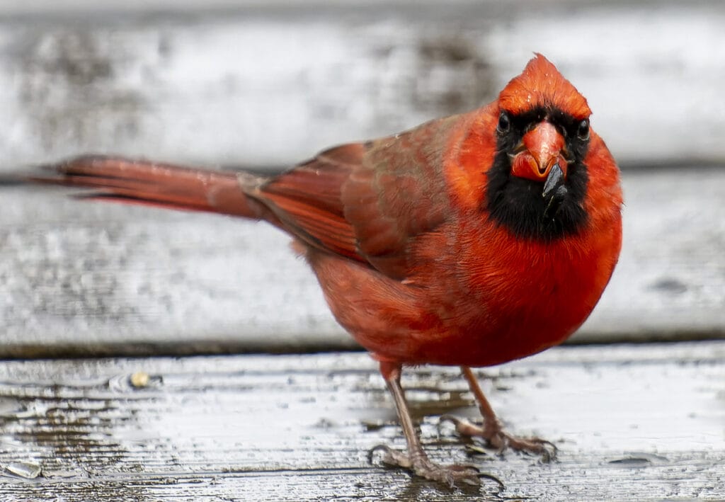 northern cardinal eating a bug