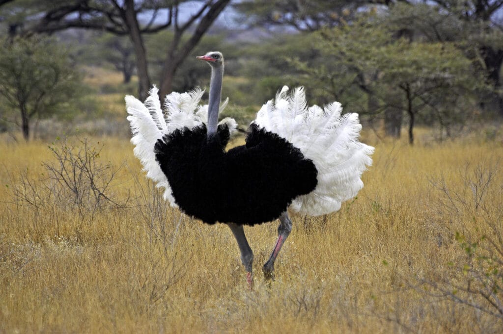 ostrich displaying wings