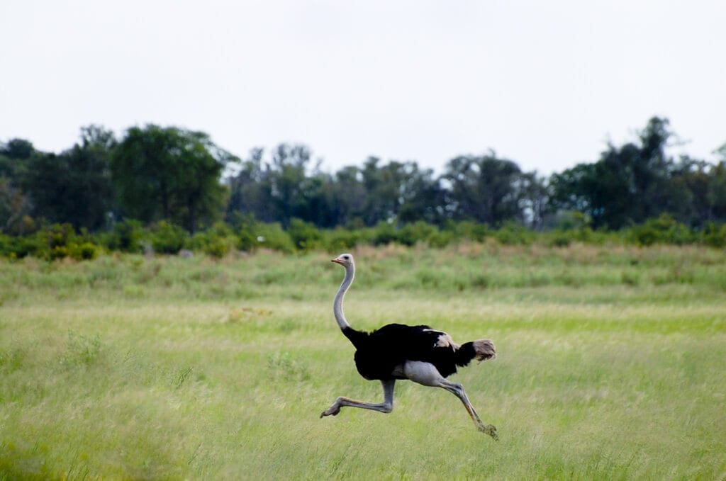 ostrich running fast