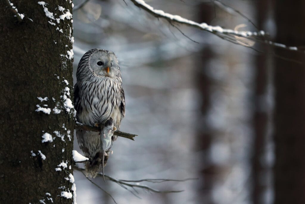 owl at dusk