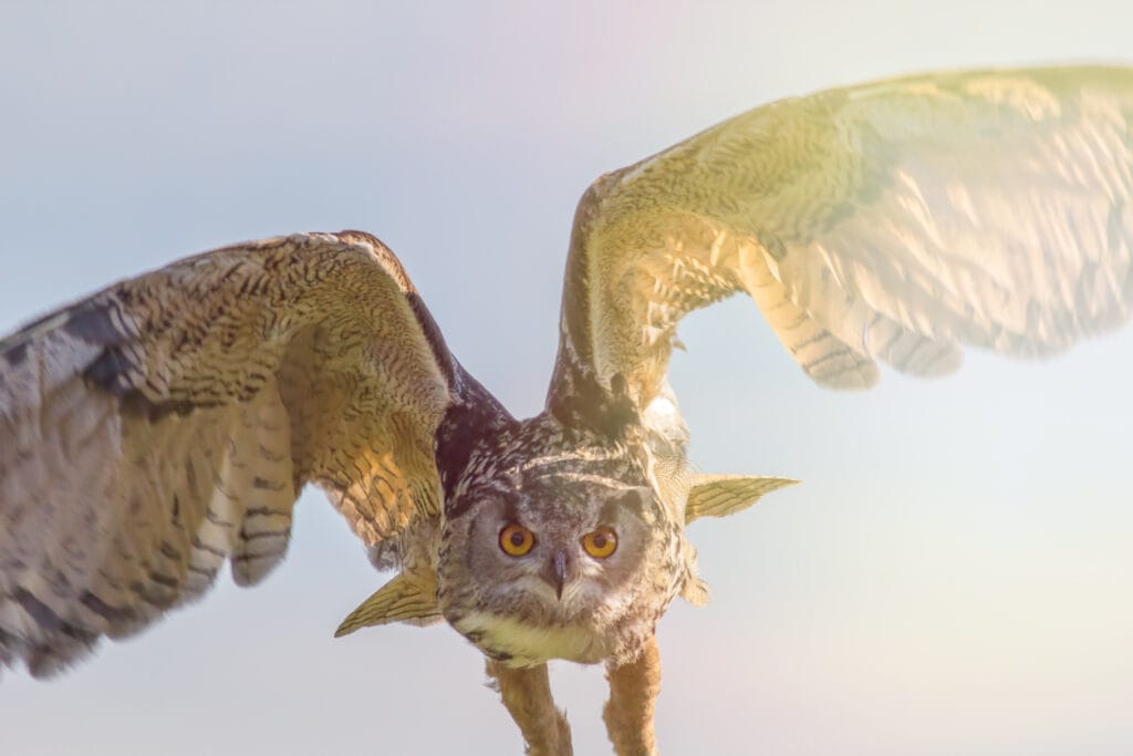 owl pouncing