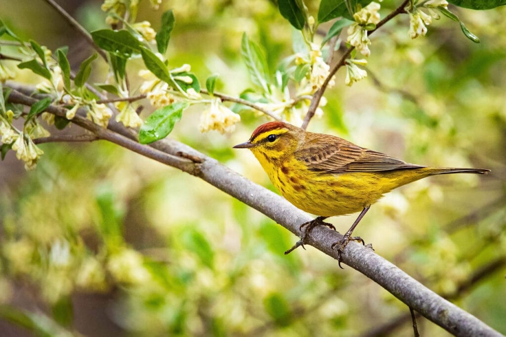 palm warbler