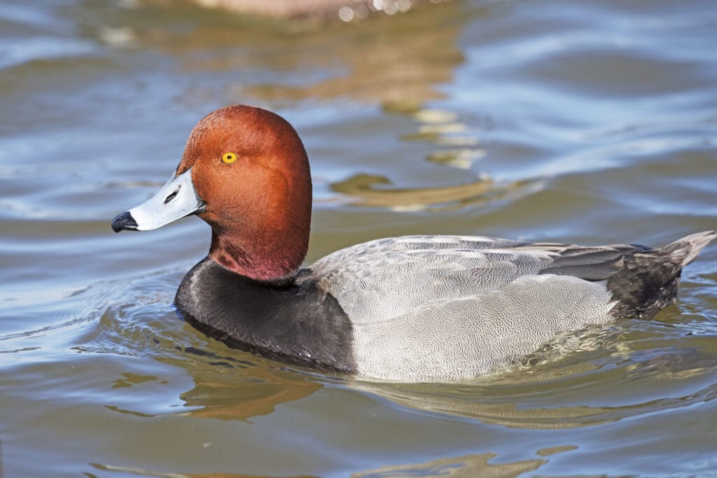 redhead duck