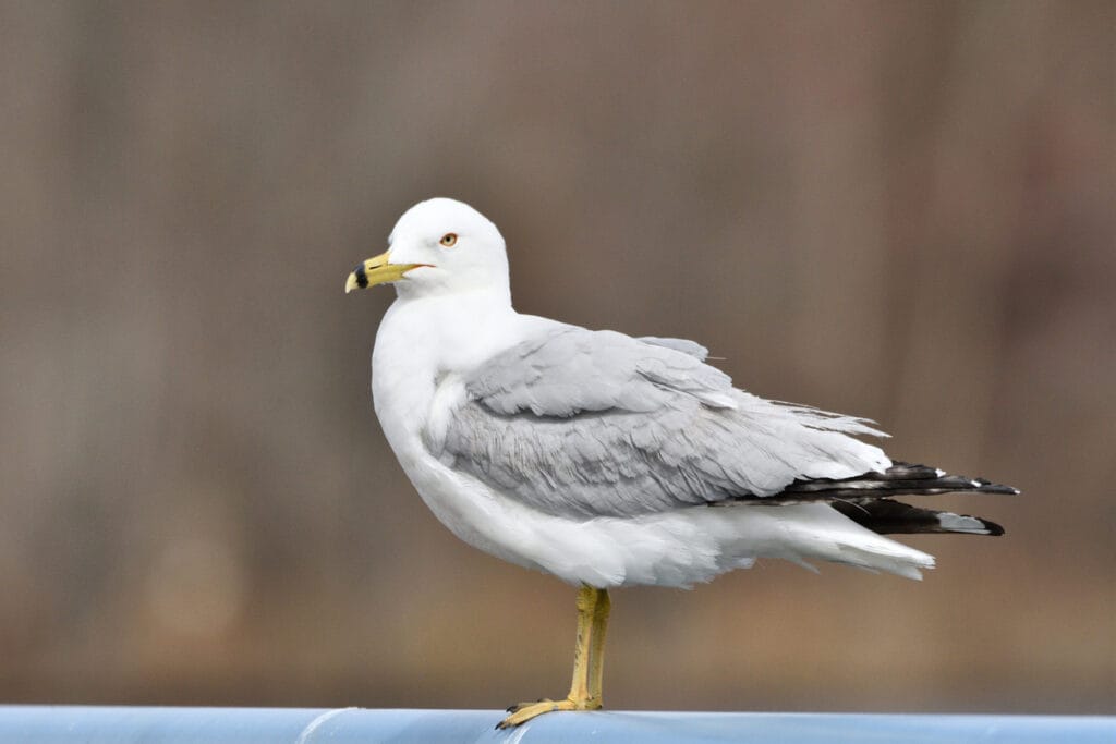 ring bill gulls