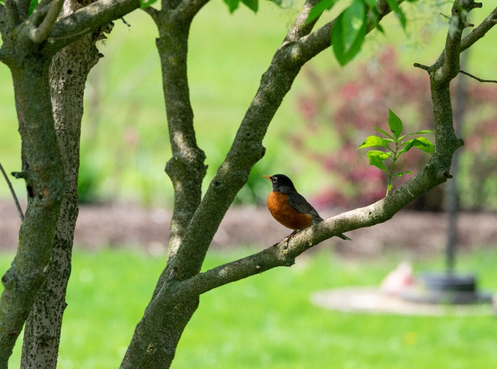 robin a garden