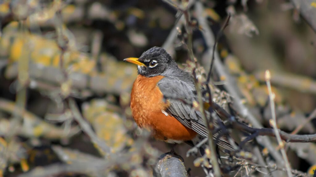 robin in a tree