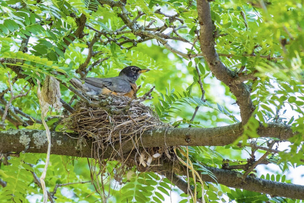 robin sleeping in a nest