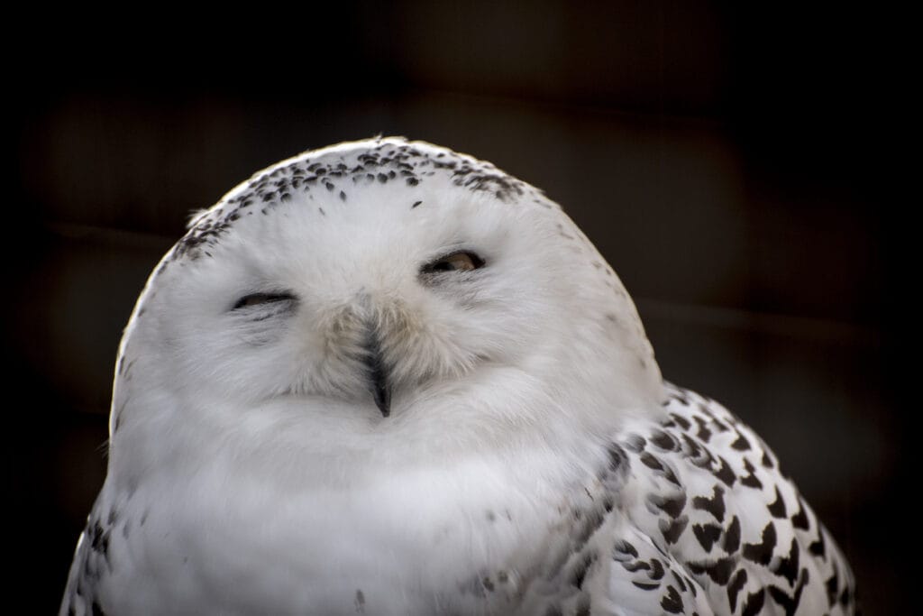 sleeping owl close up