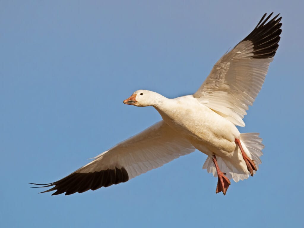 snow goose