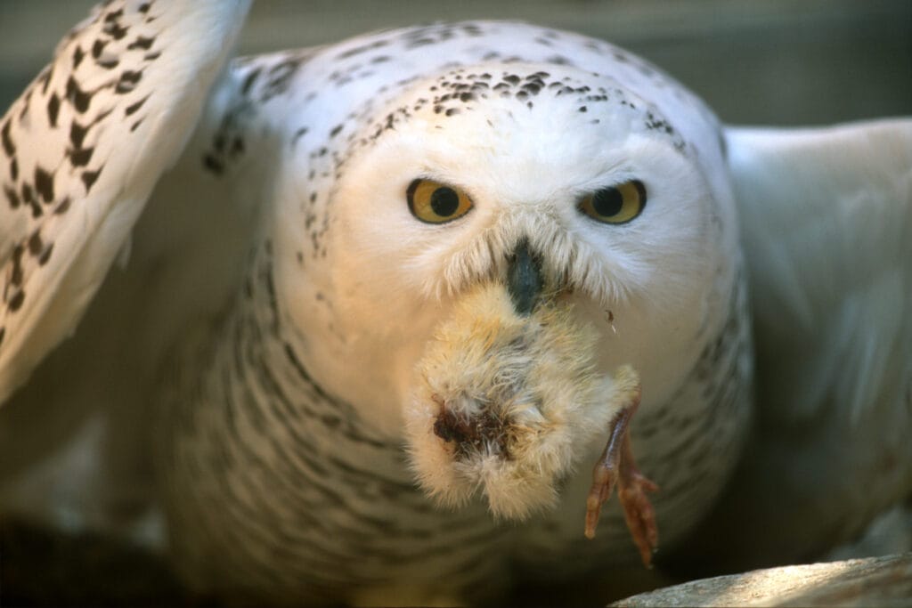 snowy owl attacking