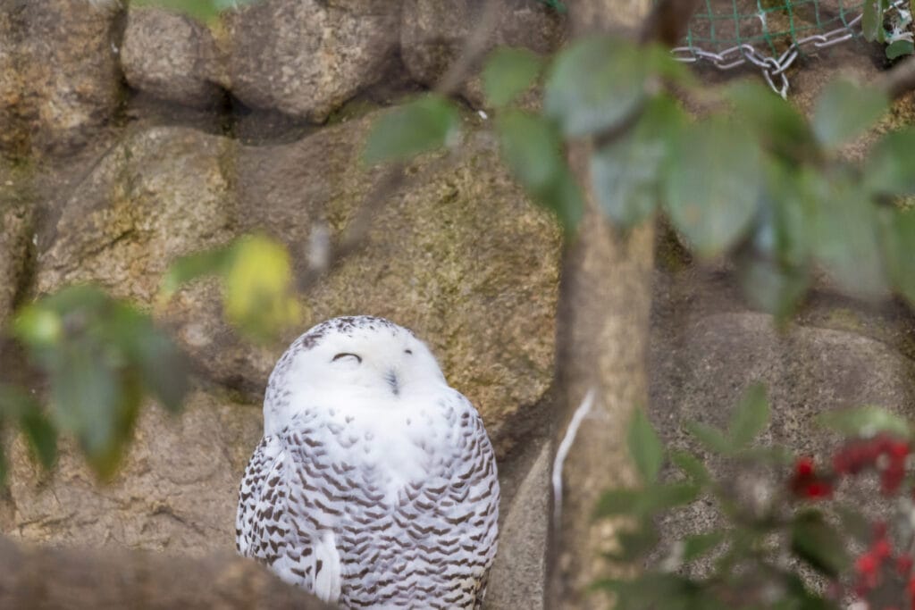 snowy owl sleeping