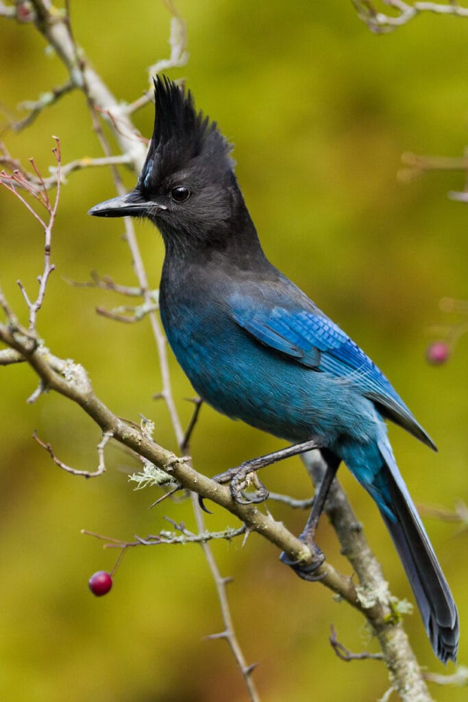 stellers jay