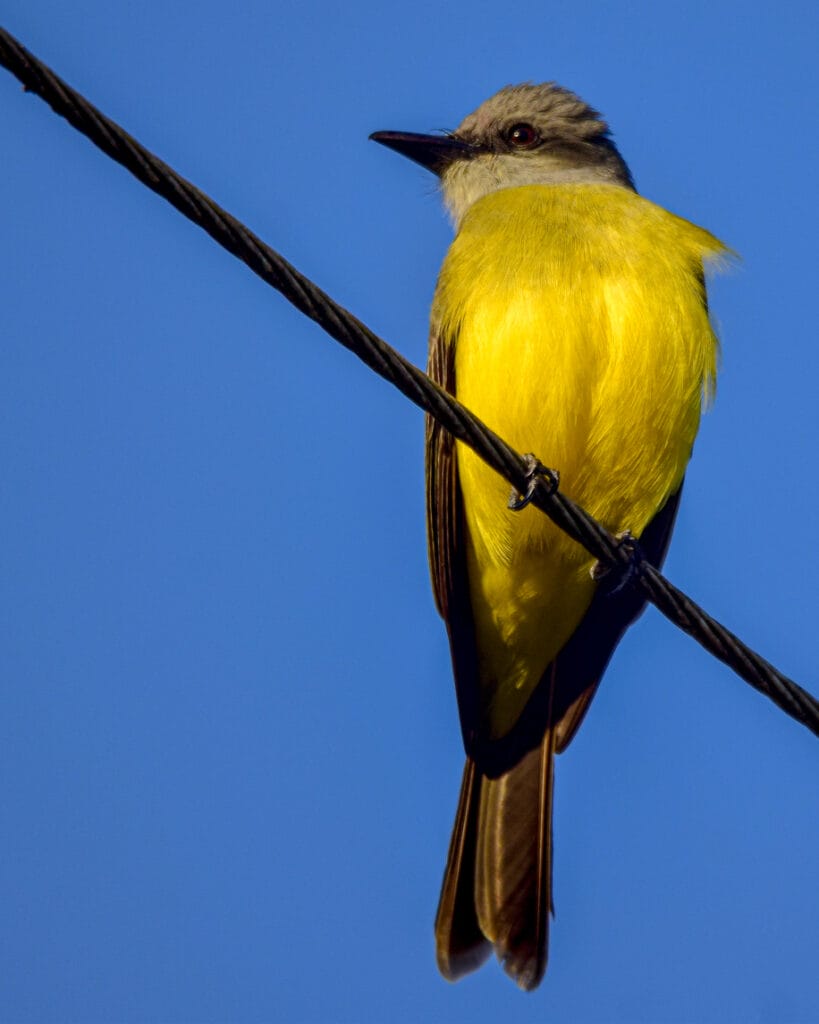 tropical kingbird