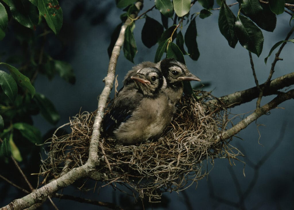 two baby blue jays