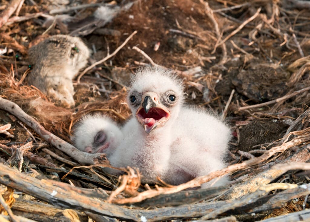 two baby eagles with eggs