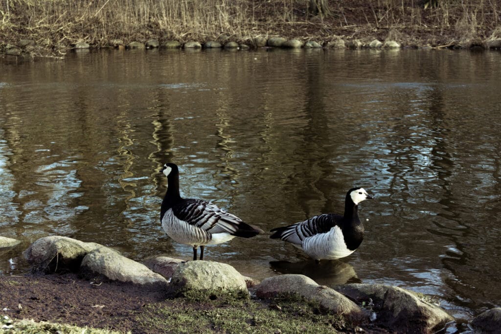 two barnacle geese