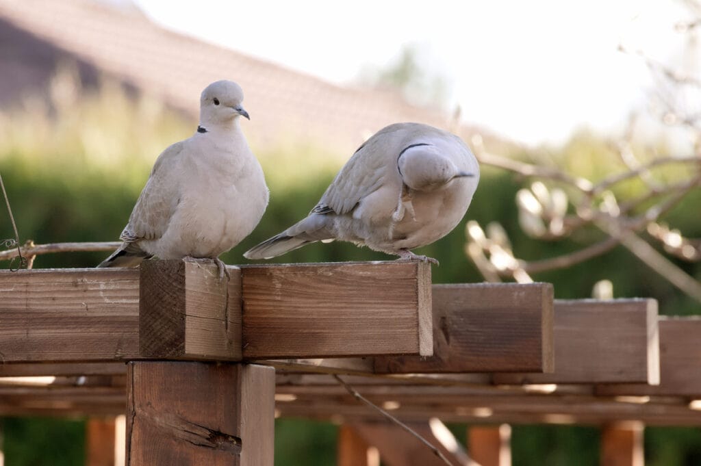 two collared doves