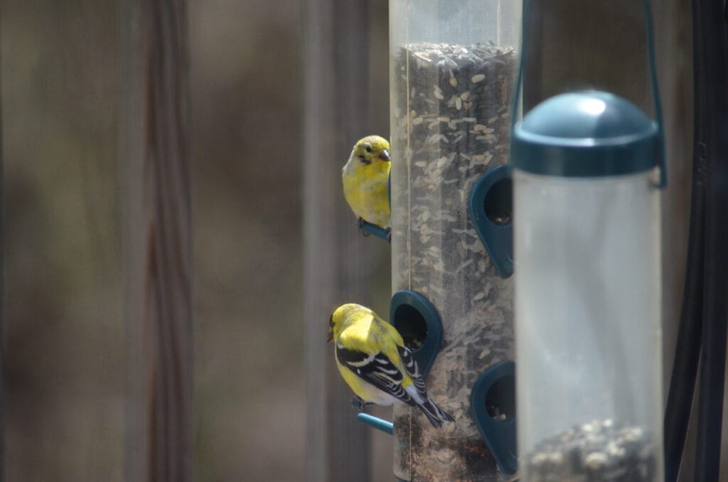 two finches feeding